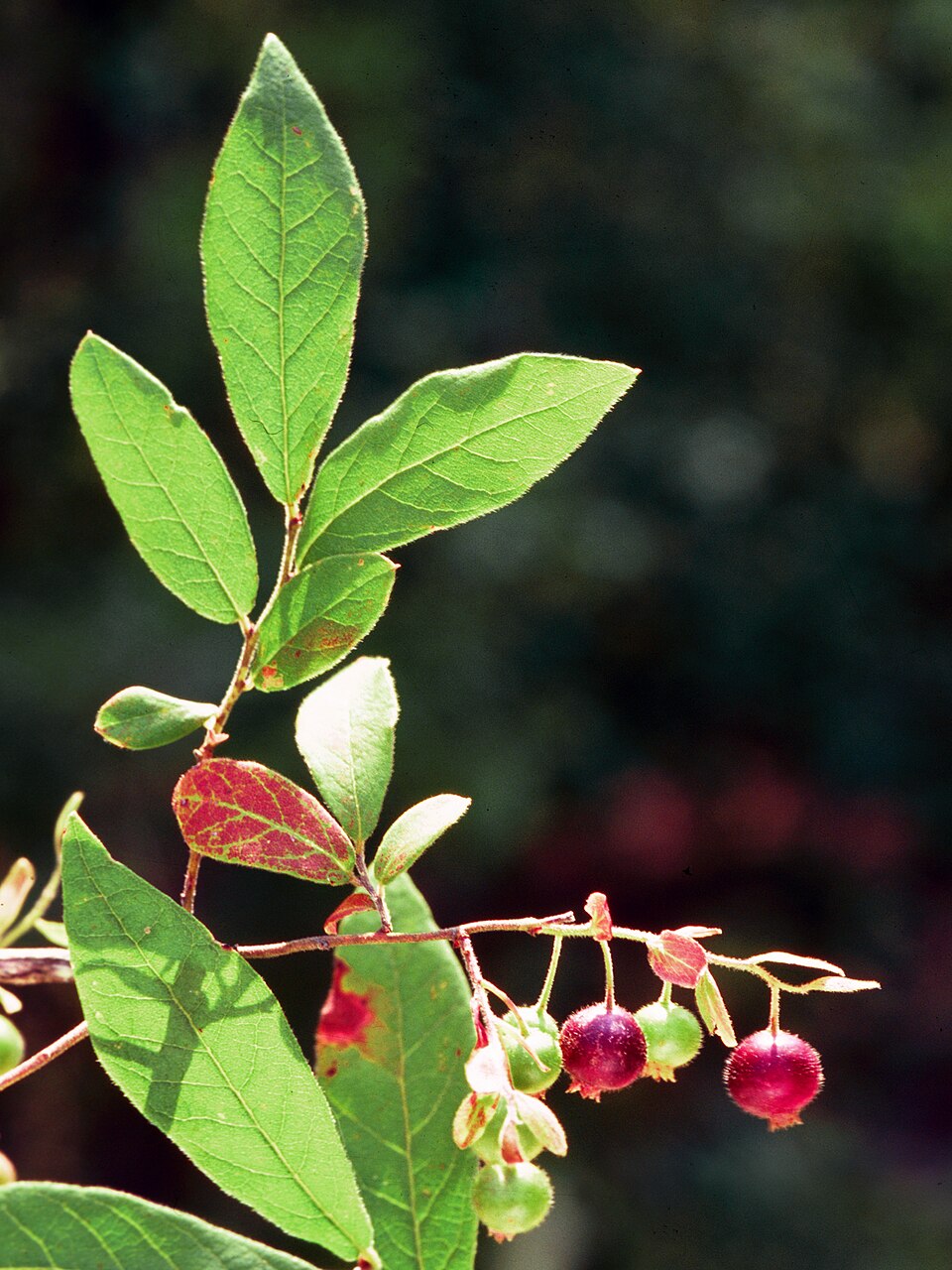 Vaccinium stamineum (deerberry) (alternate view 8)