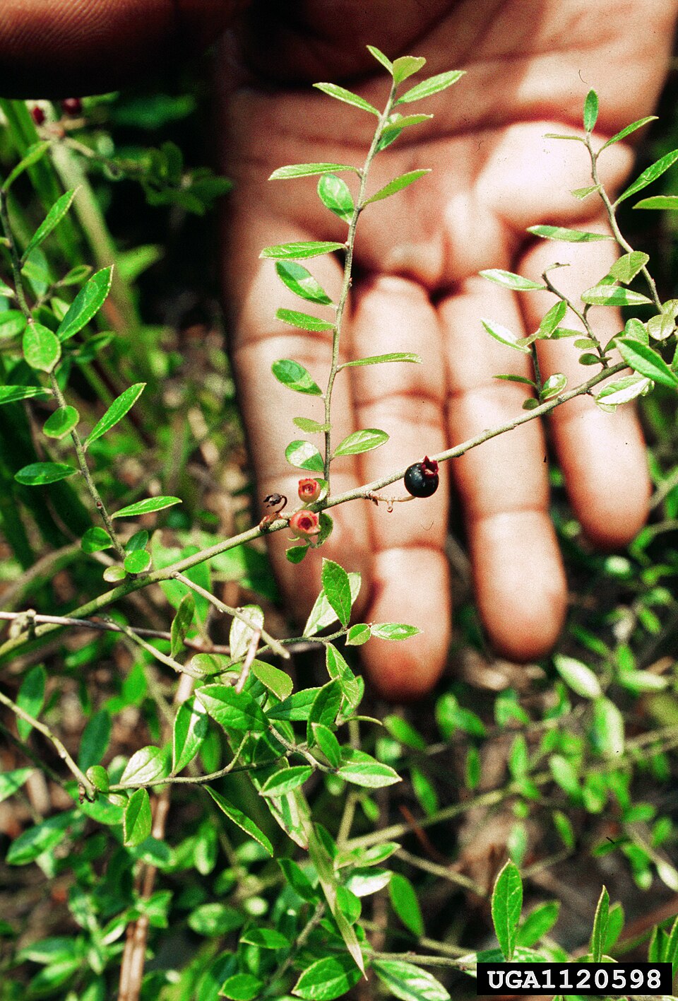 Vaccinium myrsinites (Shiny blueberry) (alternate view 7)