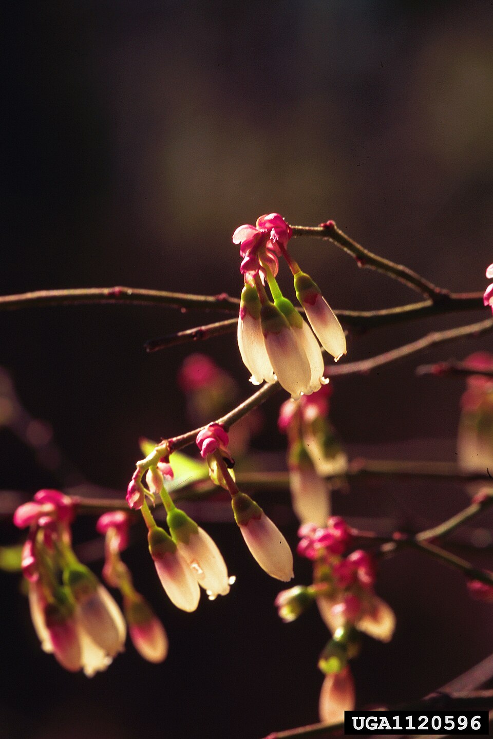 Vaccinium elliottii (mayberry) (alternate view 7)