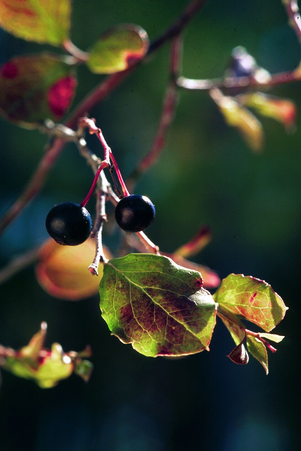 Vaccinium arboreum (sparkleberry) (alternate view 3)