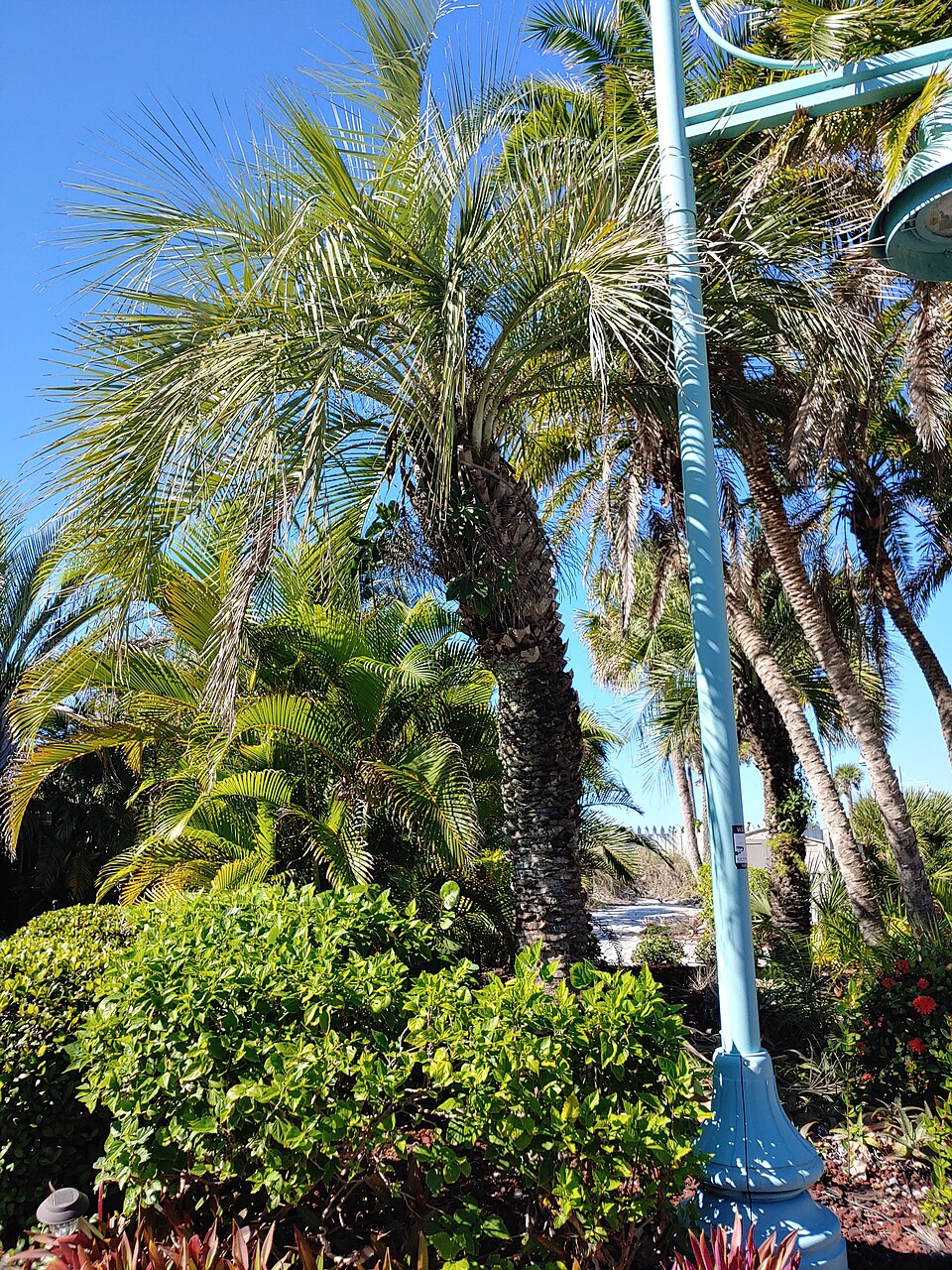 Butia odorata (Jelly Palm)