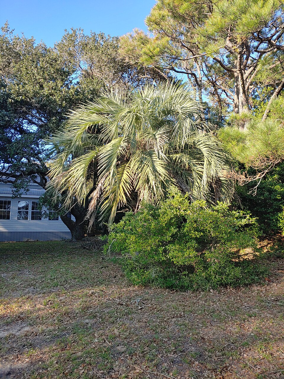 Butia odorata (Jelly Palm)