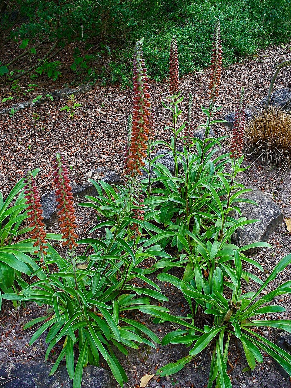 Digitalis parviflora (Small-flowered Foxglove) (alternate view 8)