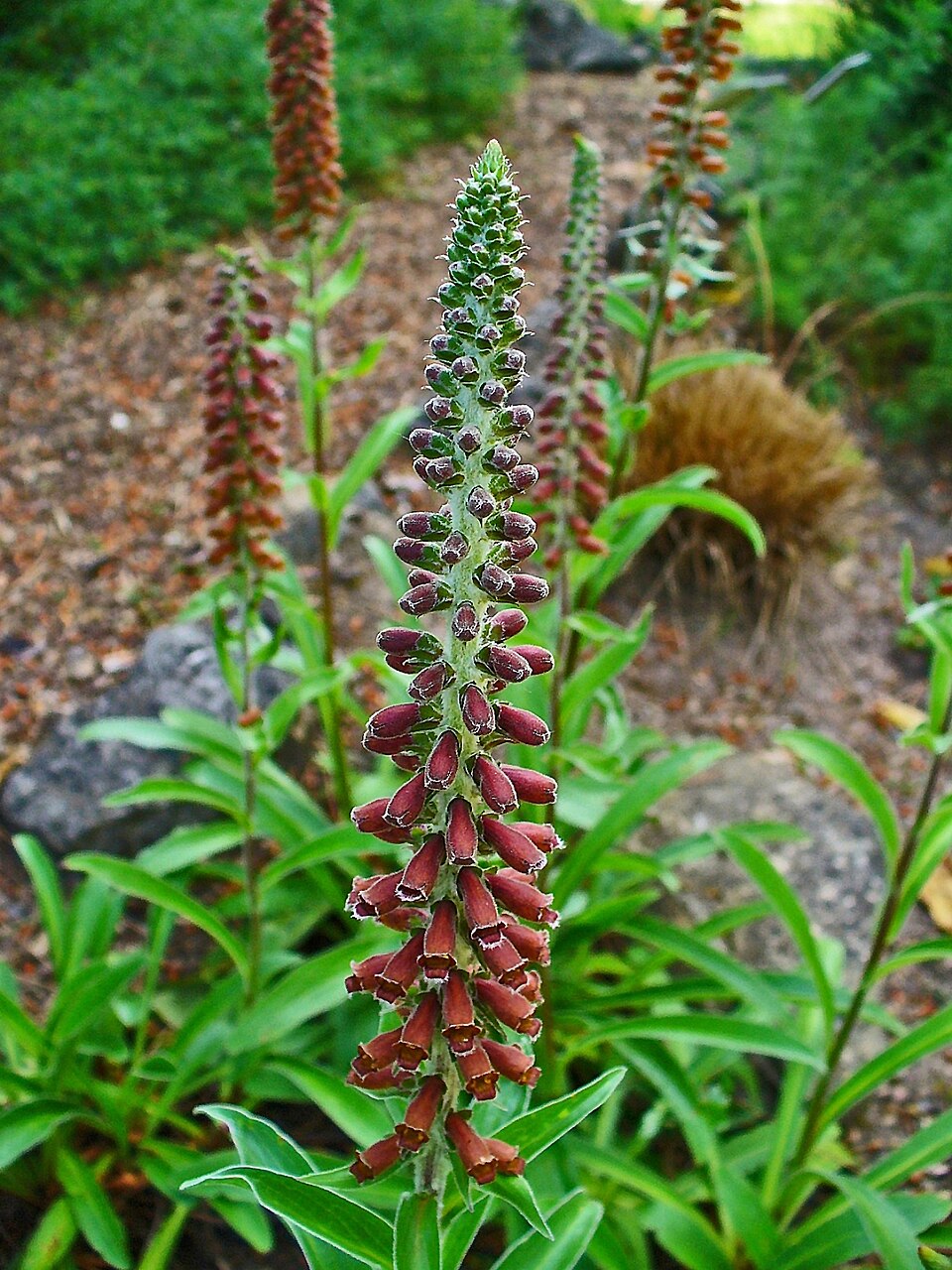 Digitalis parviflora (Small-flowered Foxglove) (alternate view 9)