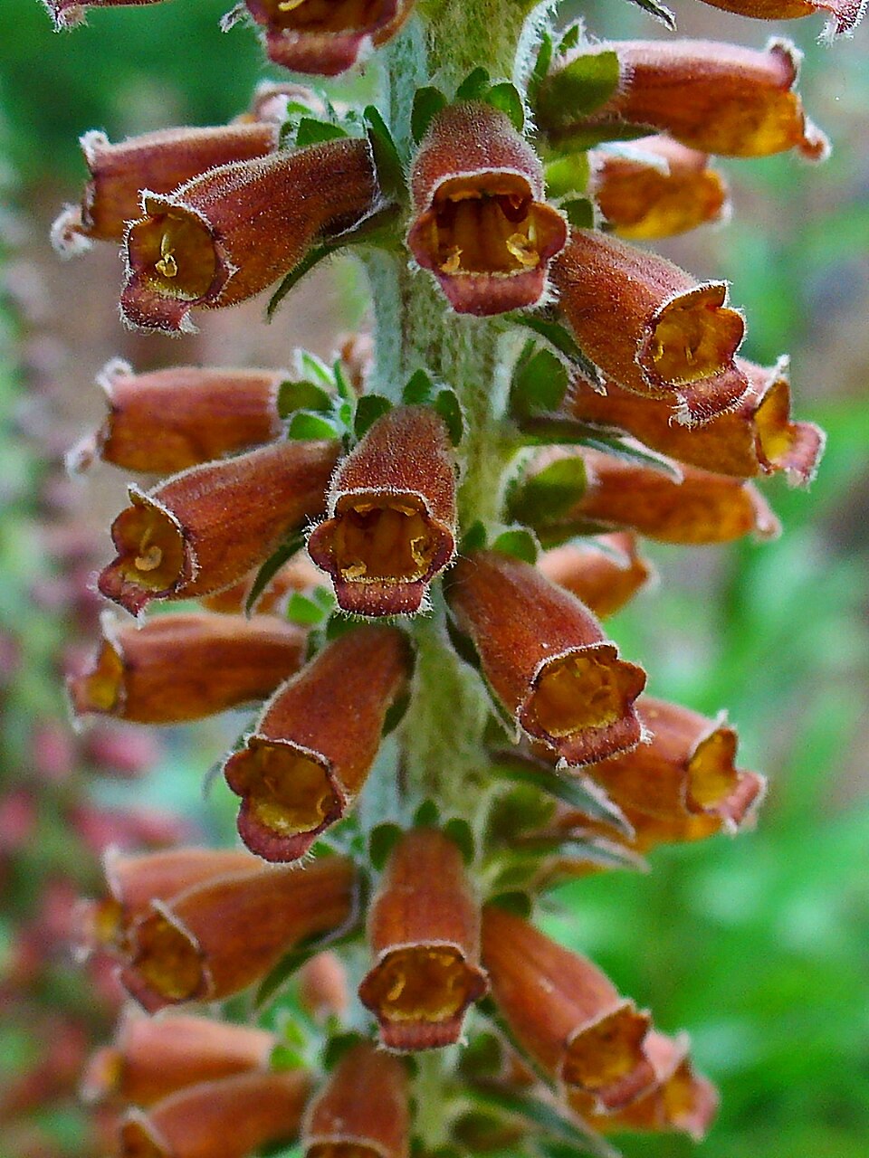 Digitalis parviflora (Small-flowered Foxglove) (alternate view 10)