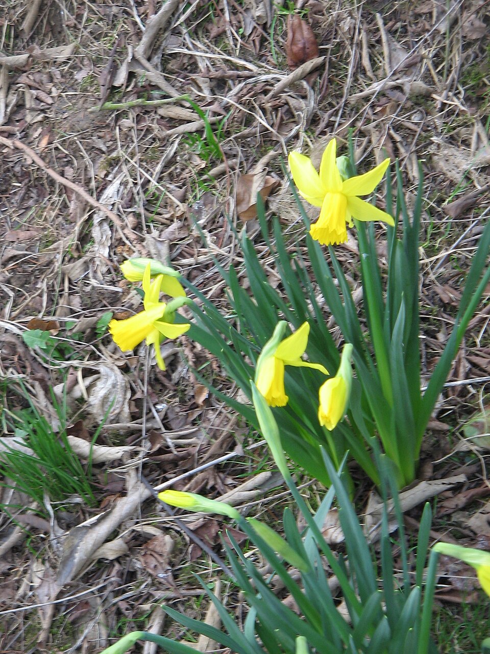 Narcissus 'February Gold' (February Gold Daffodil) (alternate view 3)