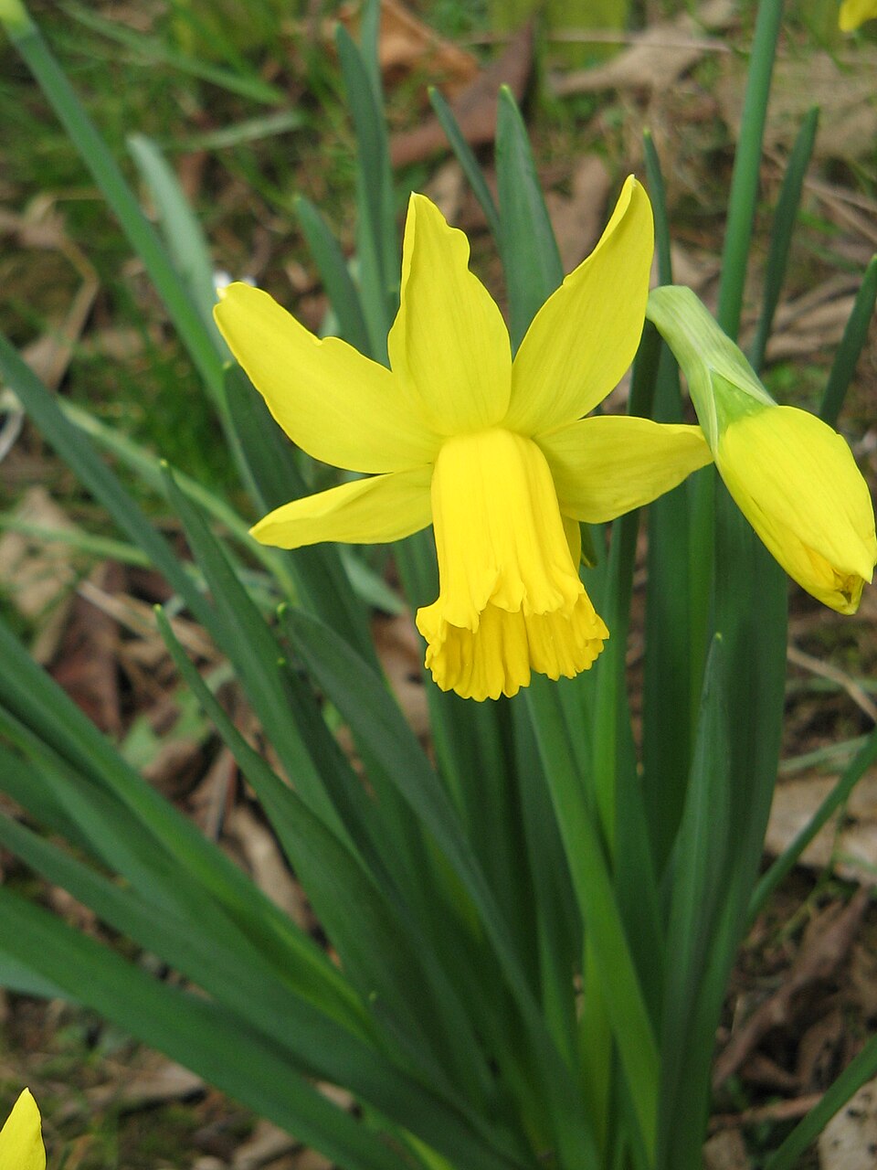 Narcissus 'February Gold' (February Gold Daffodil) (alternate view 4)