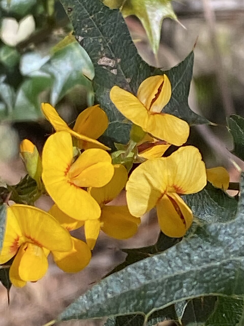 Podolobium ilicifolium (Prickly Shaggy Pea) (alternate view 8)