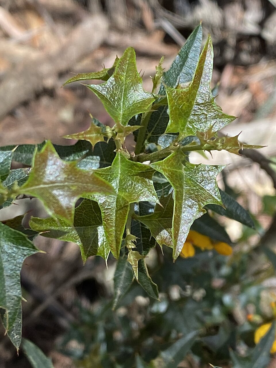 Podolobium ilicifolium (Prickly Shaggy Pea) (alternate view 9)