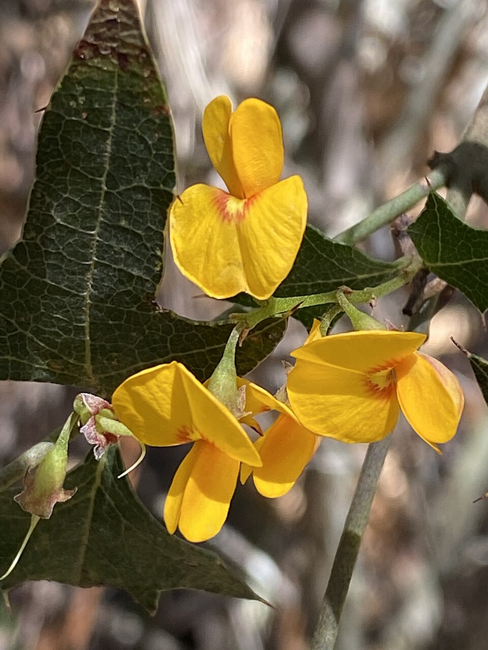 Podolobium ilicifolium (Prickly Shaggy Pea) (alternate view 10)