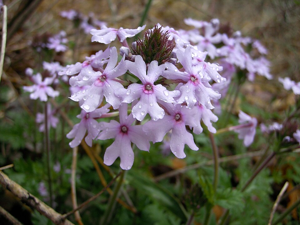 Glandularia canadensis (rose vervain) (alternate view 10)