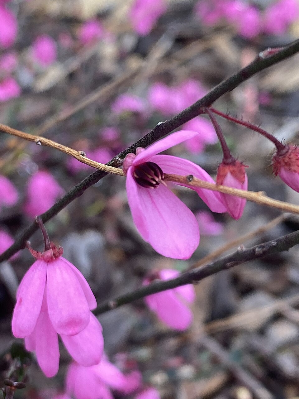 Tetratheca ciliata (Pink-bells)