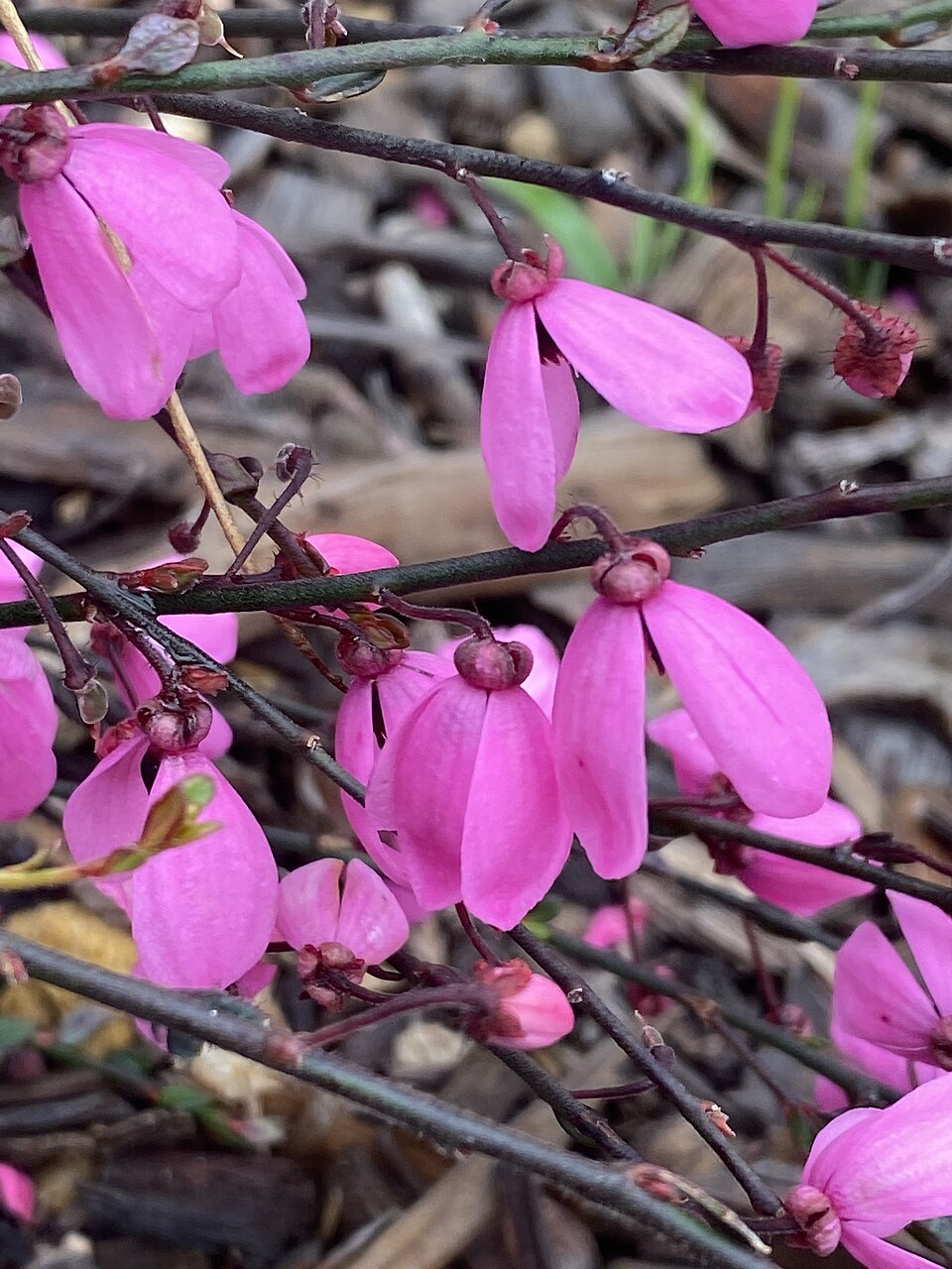 Tetratheca ciliata (Pink-bells) (alternate view 2)
