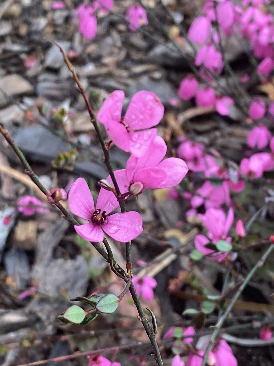 Tetratheca ciliata (Pink-bells) (alternate view 3)