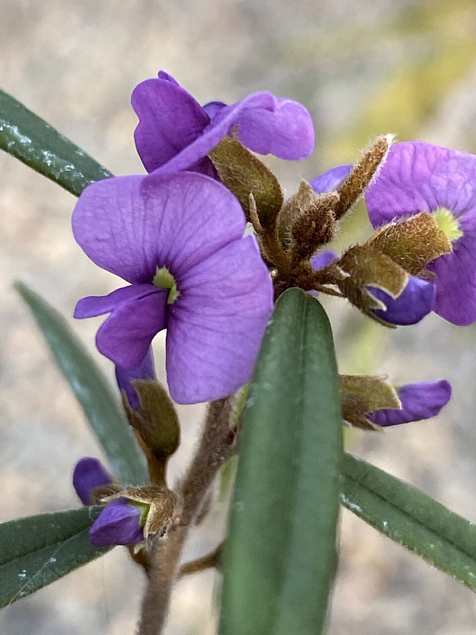 Hovea acutifolia (Purple Bush Pea) (alternate view 8)