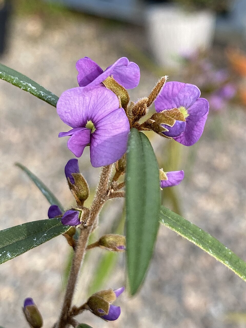 Hovea acutifolia (Purple Bush Pea) (alternate view 9)