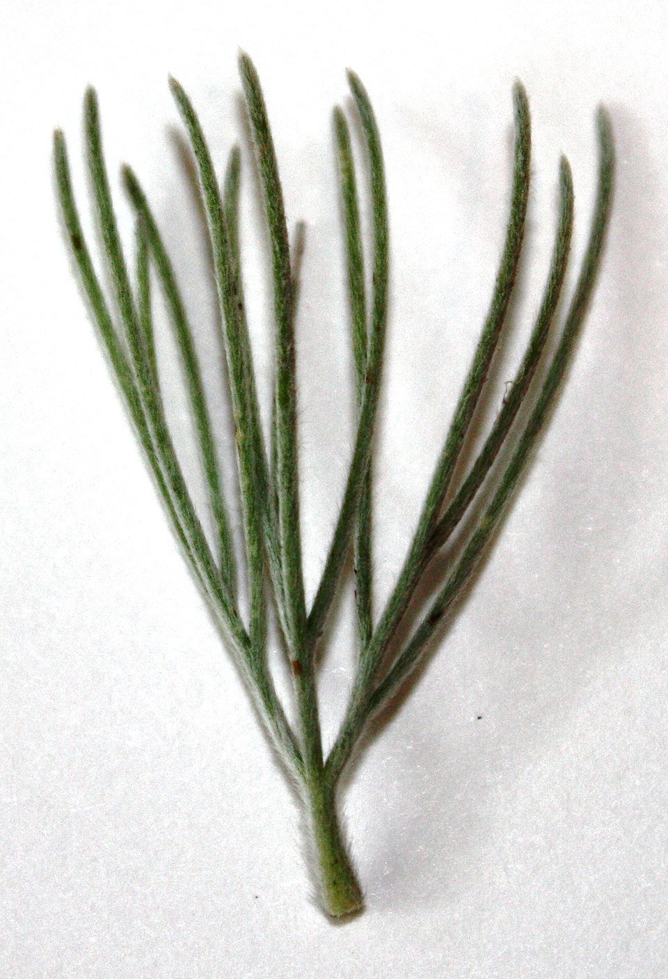 Adenanthos sericeus (alternate view 7)