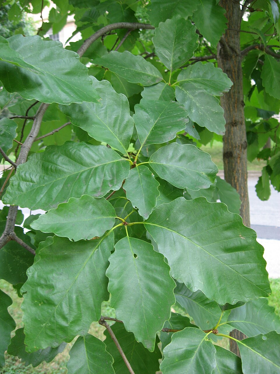 Quercus michauxii (swamp chestnut oak) (alternate view 2)