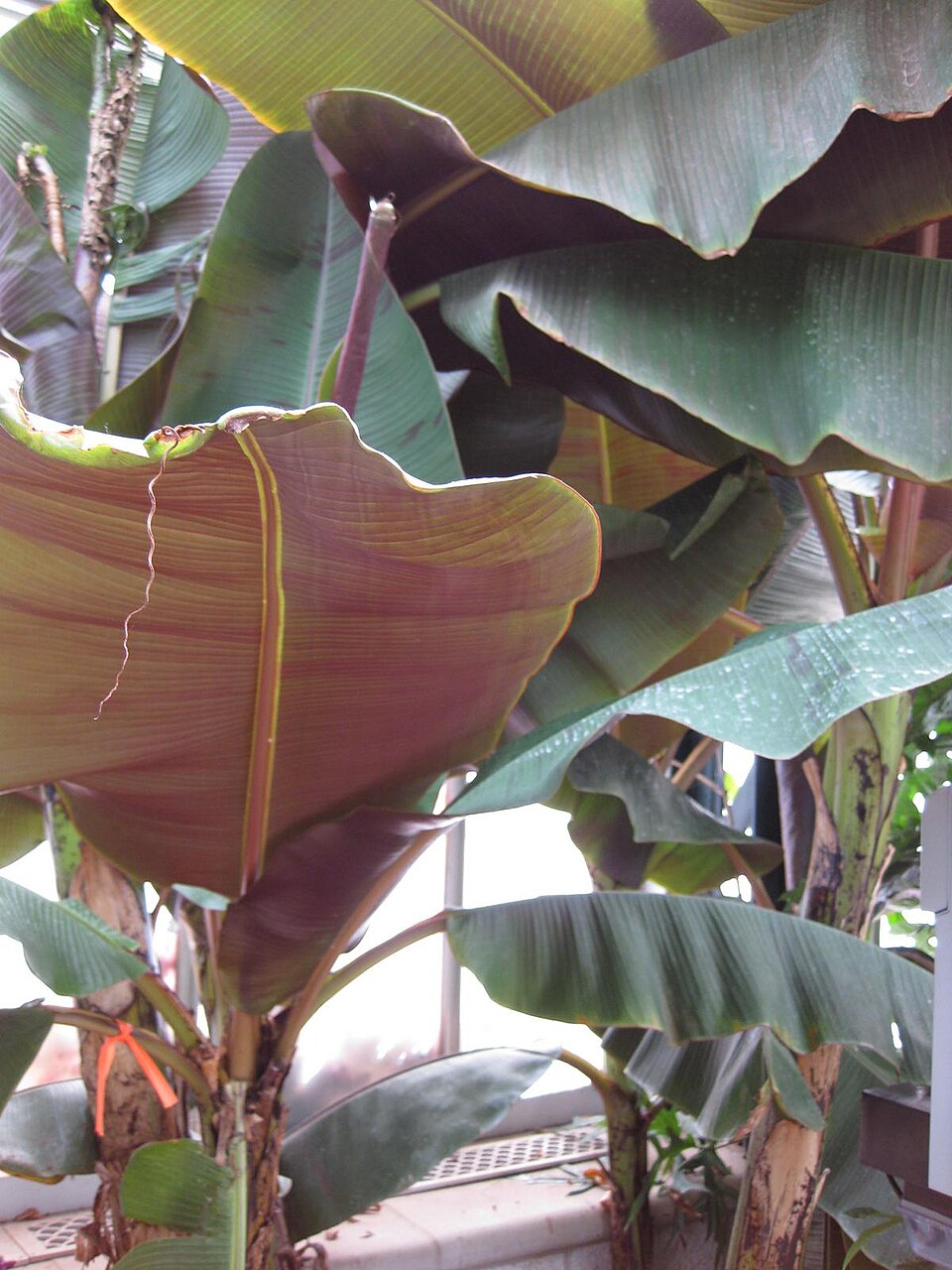 Musa acuminata (Dwarf Banana Plant) (alternate view 7)