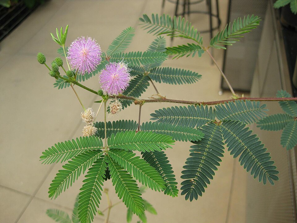 Mimosa pudica (Sensitive Plant)