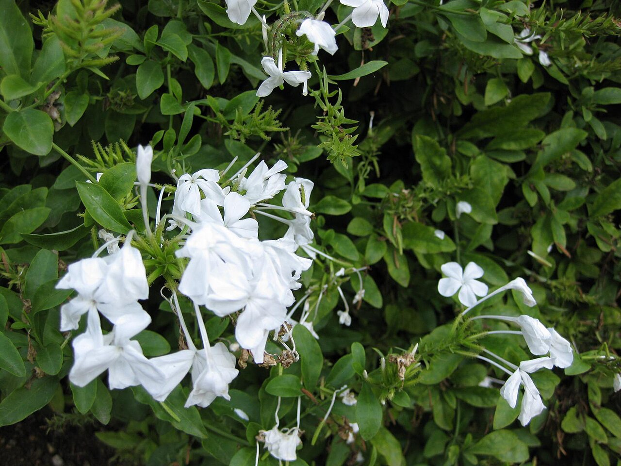 Plumbago auriculata, Cape plumbago — spreading evergreen (Plumbaginaceae) (image 5 of 10)
