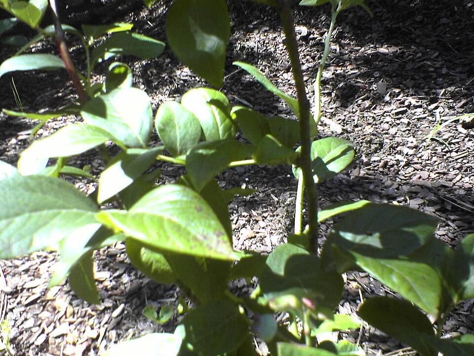 Vaccinium elliottii (mayberry) (alternate view 6)