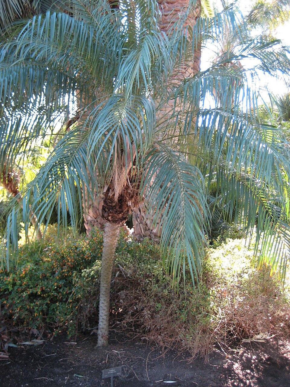 Phoenix roebelenii (Pygmy Date Palm) (alternate view 3)