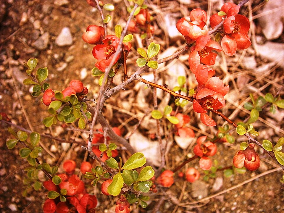 Chaenomeles (Flowering quinces) (alternate view 8)