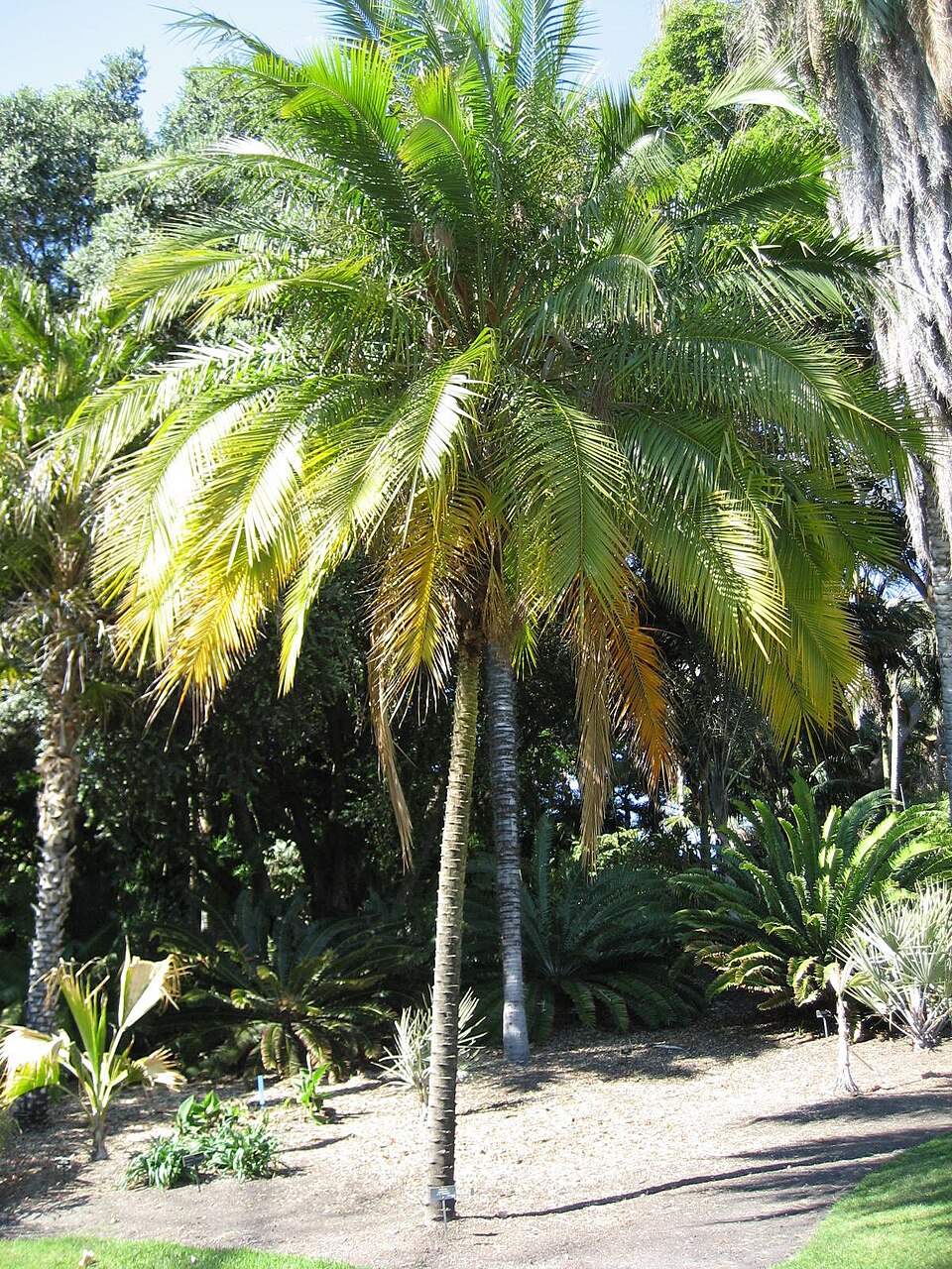 Phoenix roebelenii (Pygmy Date Palm) (alternate view 4)