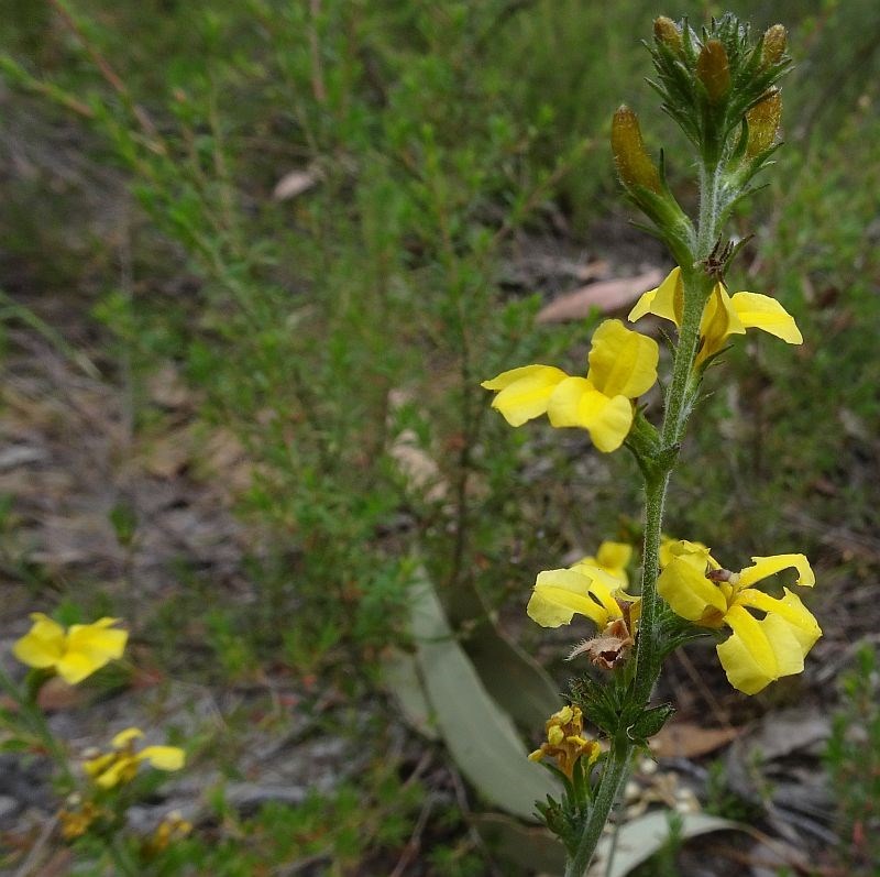 Goodenia bellidifolia (Daisy-leaved Goodenia) (alternate view 3)