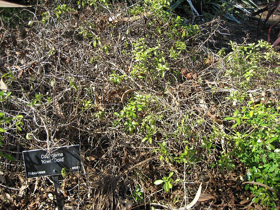 Coprosma (Coprosma)