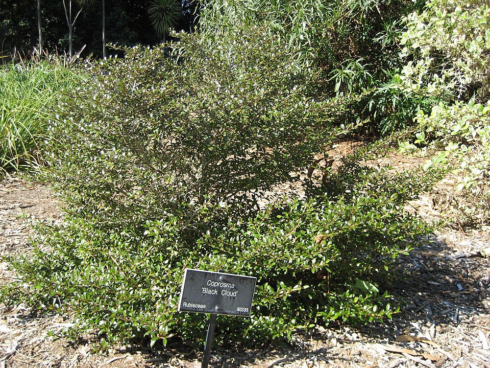 Coprosma (Coprosma) (alternate view 2)