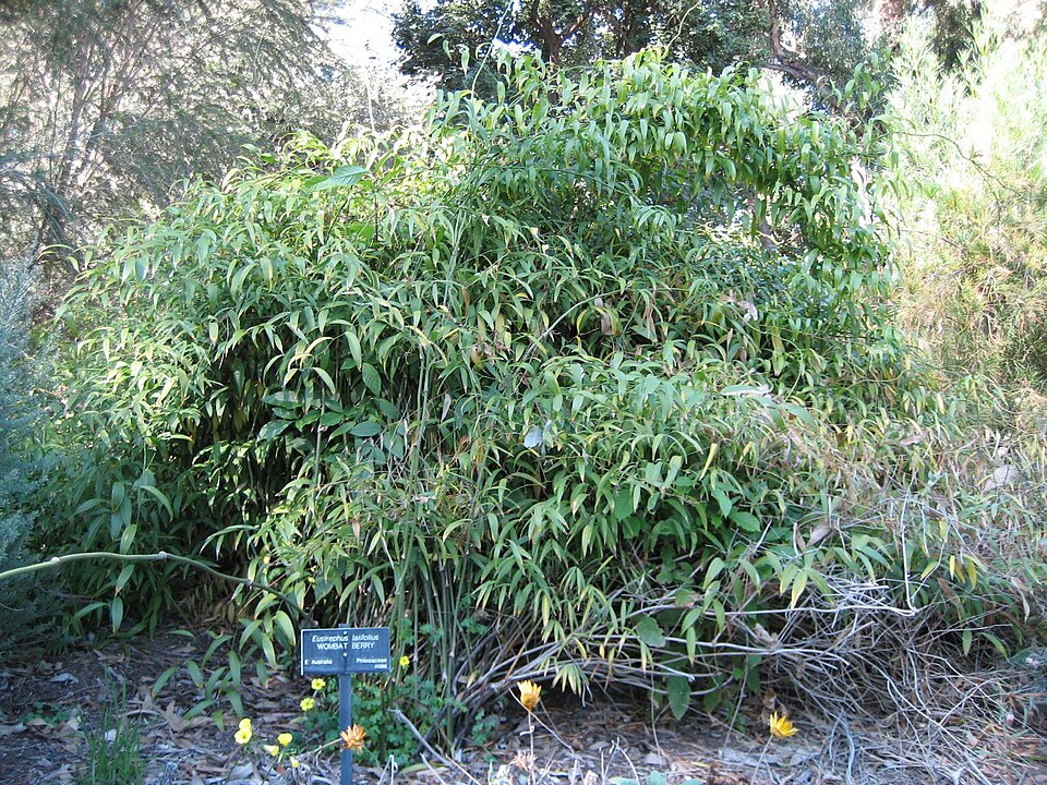 Eustrephus latifolius (Wombat Berry) (alternate view 4)