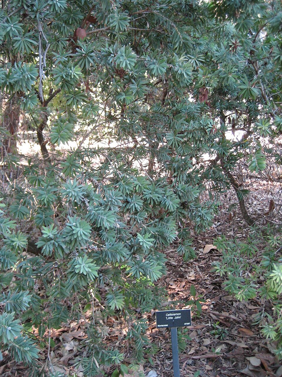 Callistemon viminalis 'Little John' (Little John Dwarf Bottlebrush) (alternate view 3)