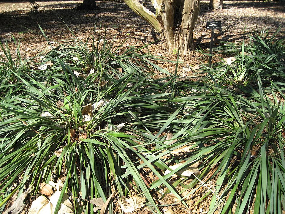 Dianella revoluta (Blueberry Lily)
