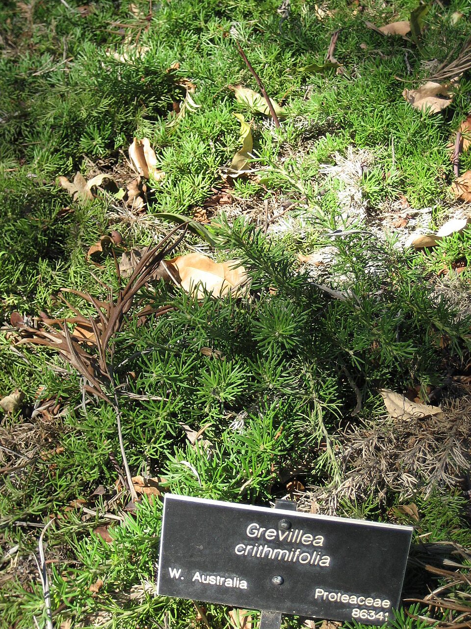 Grevillea crithmifolia (alternate view 6)