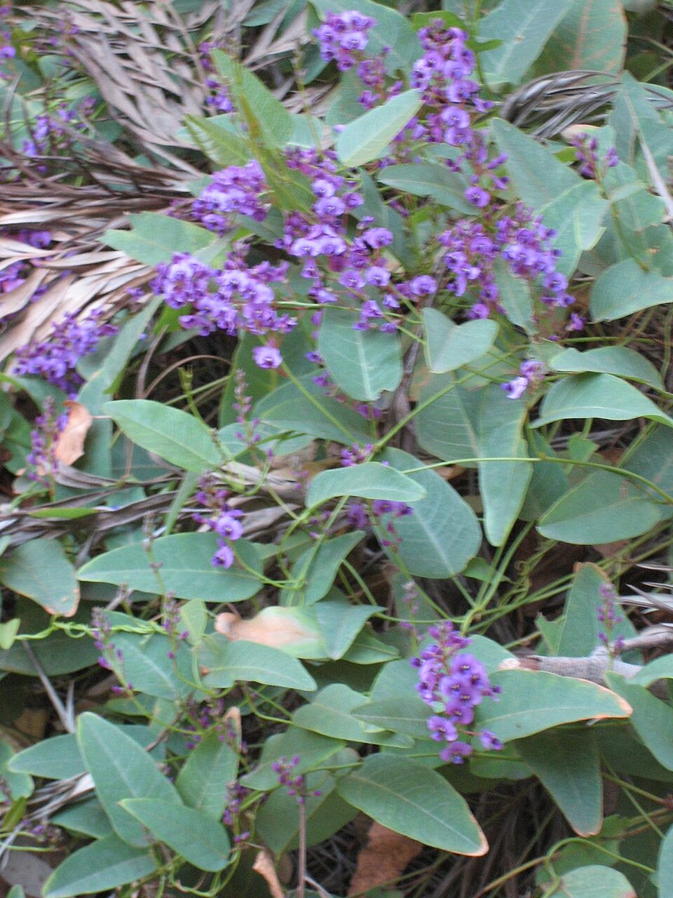 Hardenbergia violacea (False Sarsaparilla) (alternate view 2)