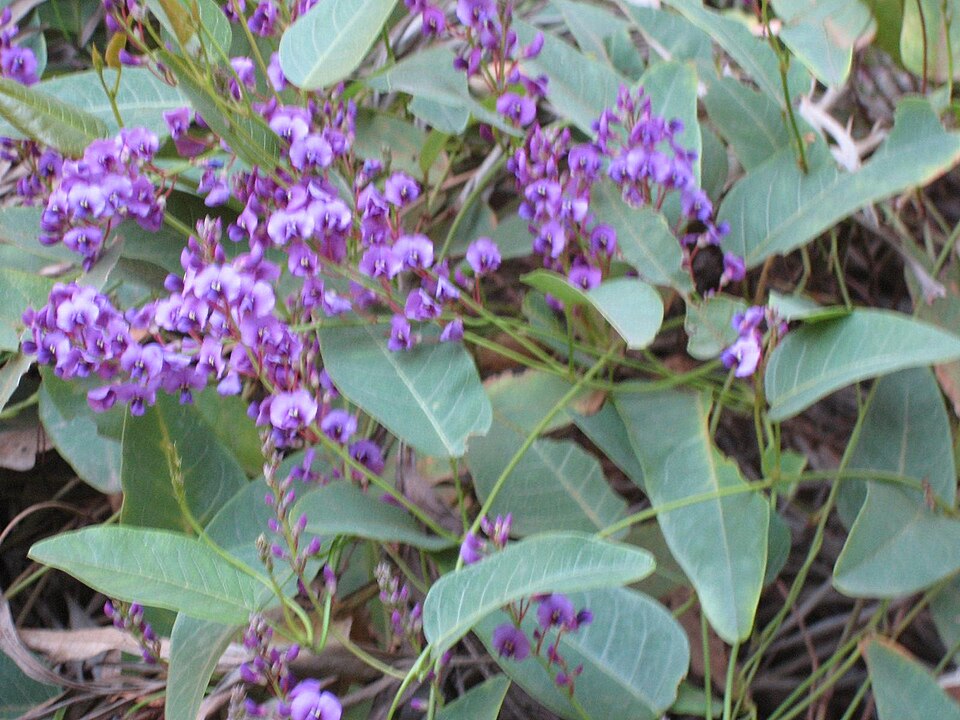 Hardenbergia violacea (False Sarsaparilla) (alternate view 3)