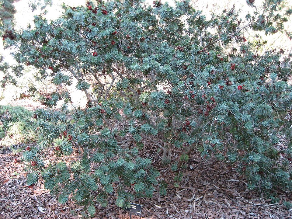 Callistemon viminalis 'Little John' (Little John Dwarf Bottlebrush) (alternate view 4)