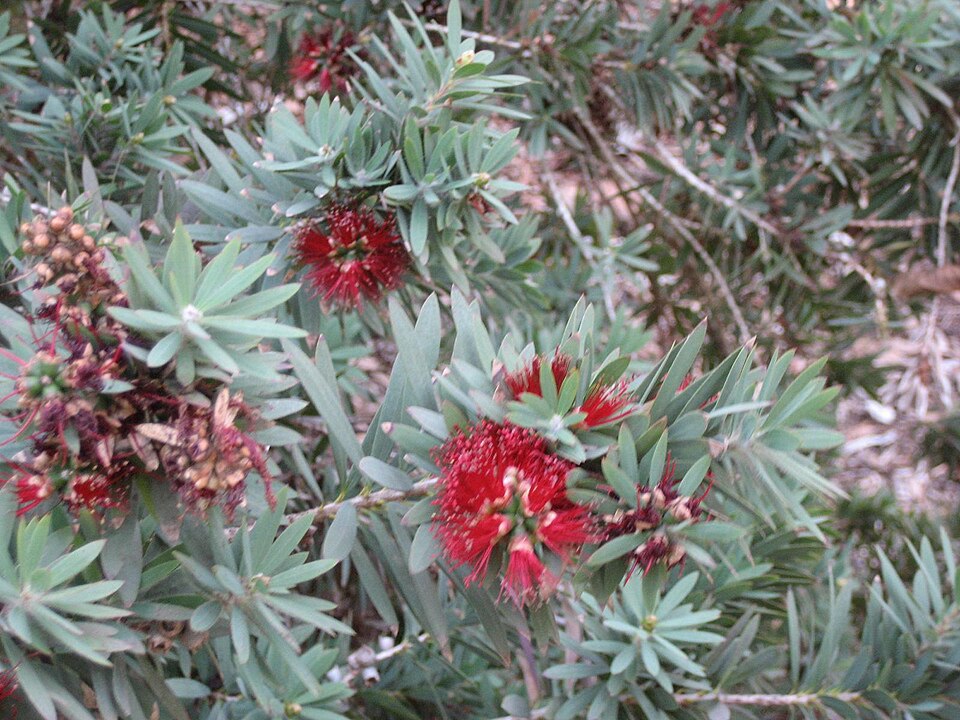 Callistemon viminalis 'Little John' (Little John Dwarf Bottlebrush) (alternate view 5)