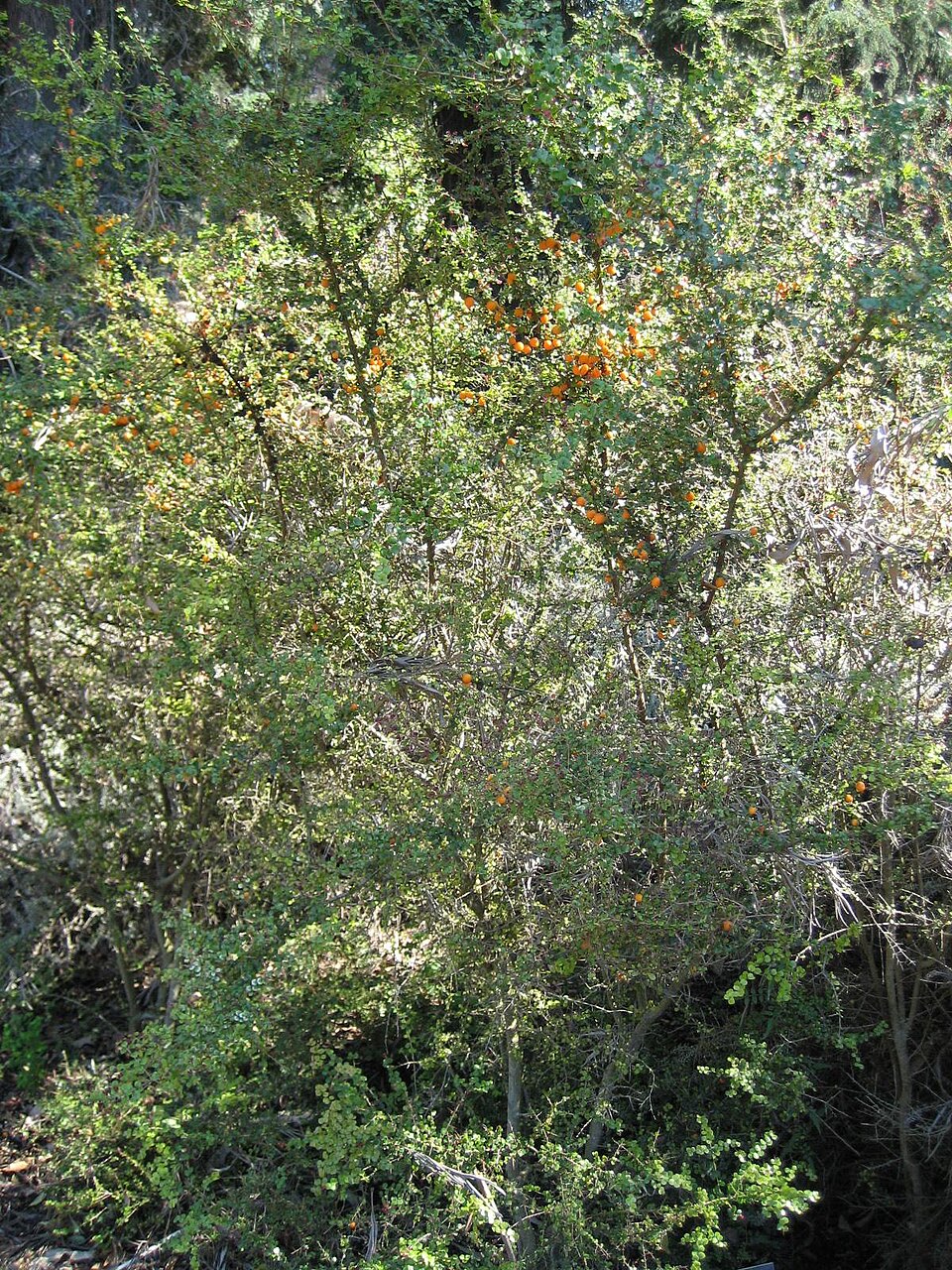 Pittosporum multiflorum (orange thorn) (alternate view 7)