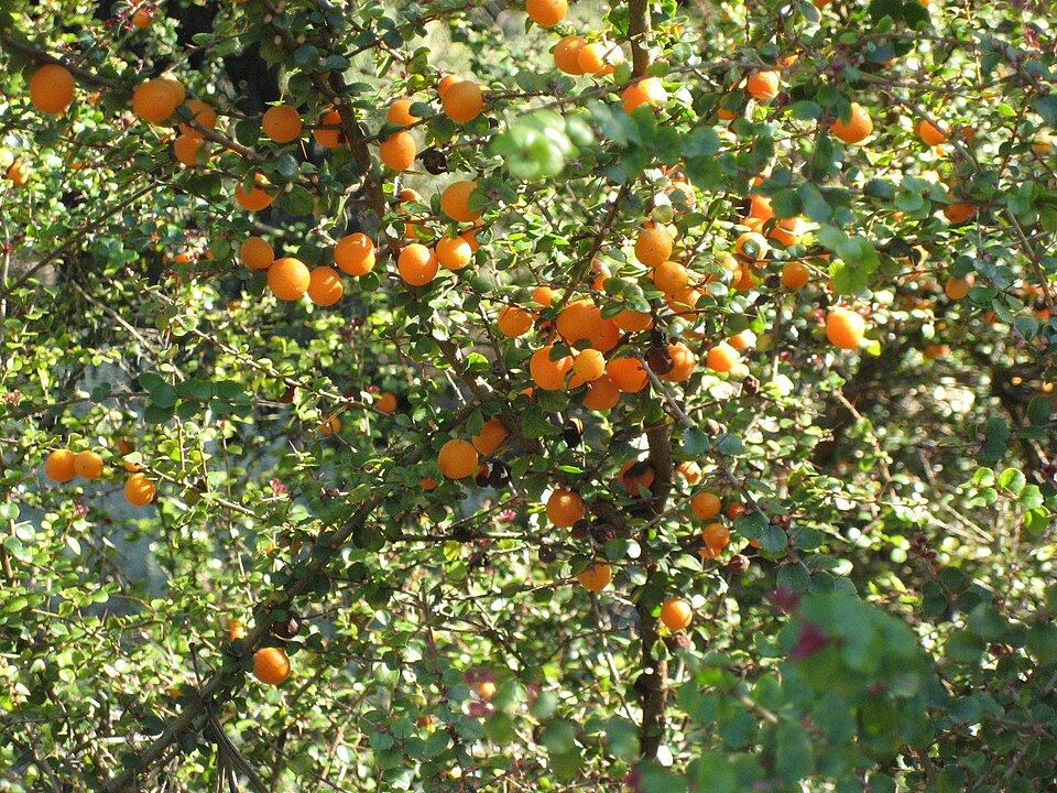 Pittosporum multiflorum (orange thorn) (alternate view 8)