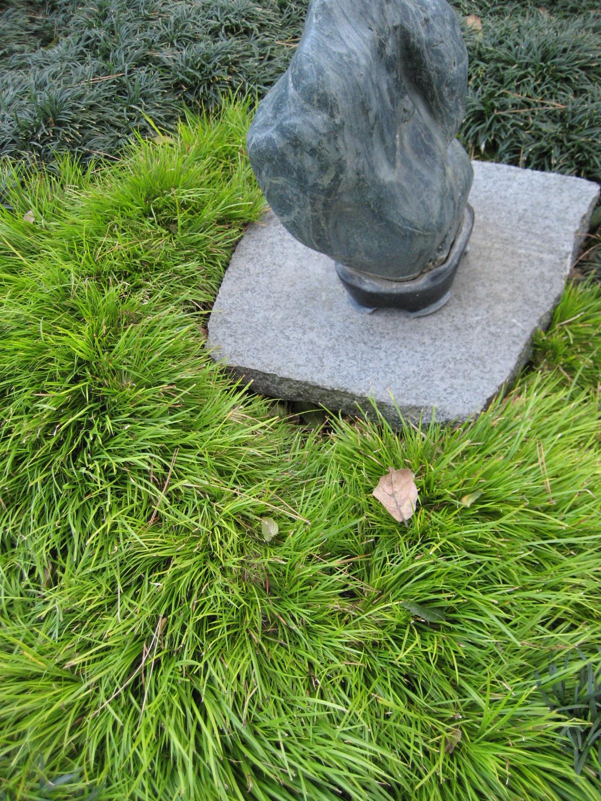 Acorus gramineus, Japanese sweet flag — clumping semi-evergreen (Acoraceae) (image 2 of 7)