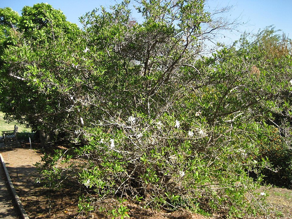 Magnolia stellata (star magnolia) (alternate view 4)