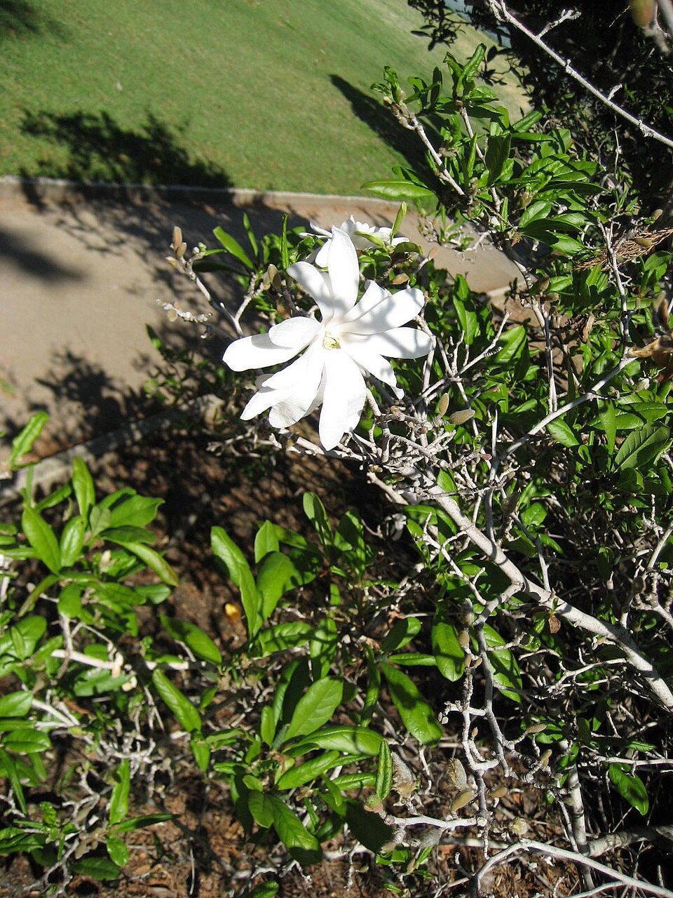 Magnolia stellata (star magnolia) (alternate view 6)