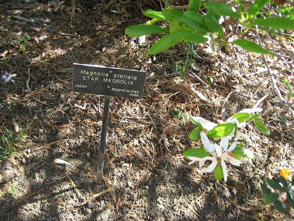 Magnolia stellata (star magnolia) (alternate view 10)