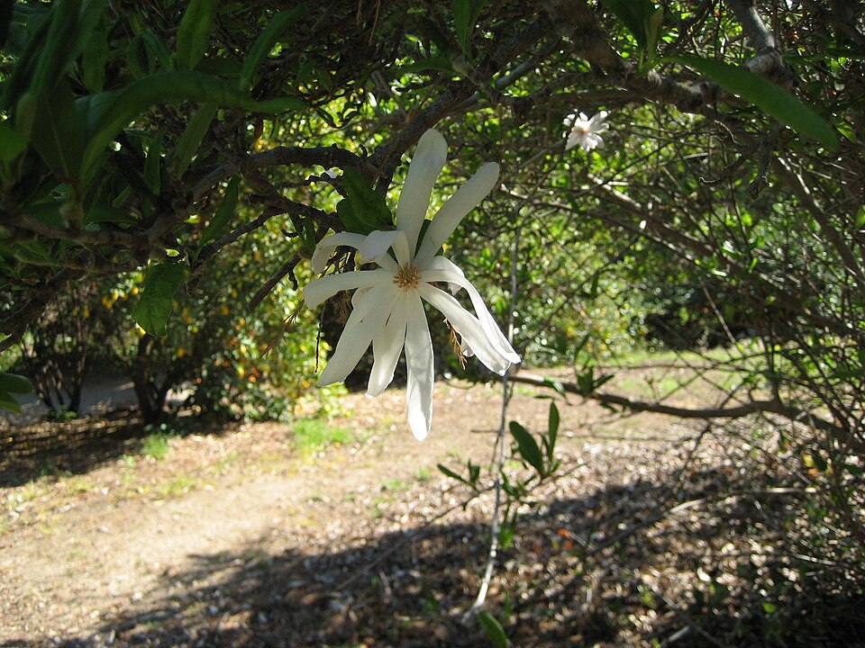 Magnolia stellata (star magnolia) (alternate view 11)