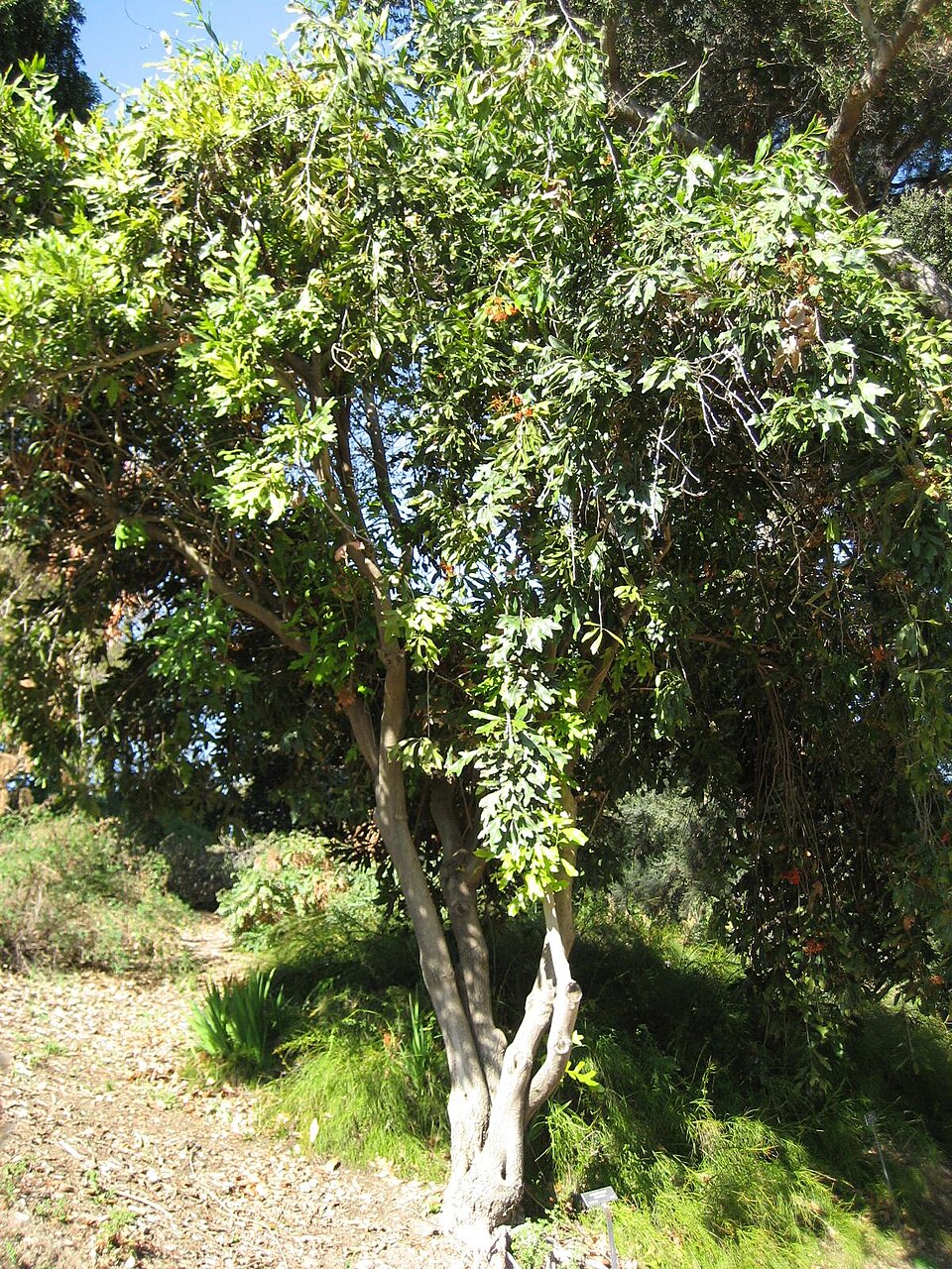 Stenocarpus sinuatus (Firewheel tree) (alternate view 7)