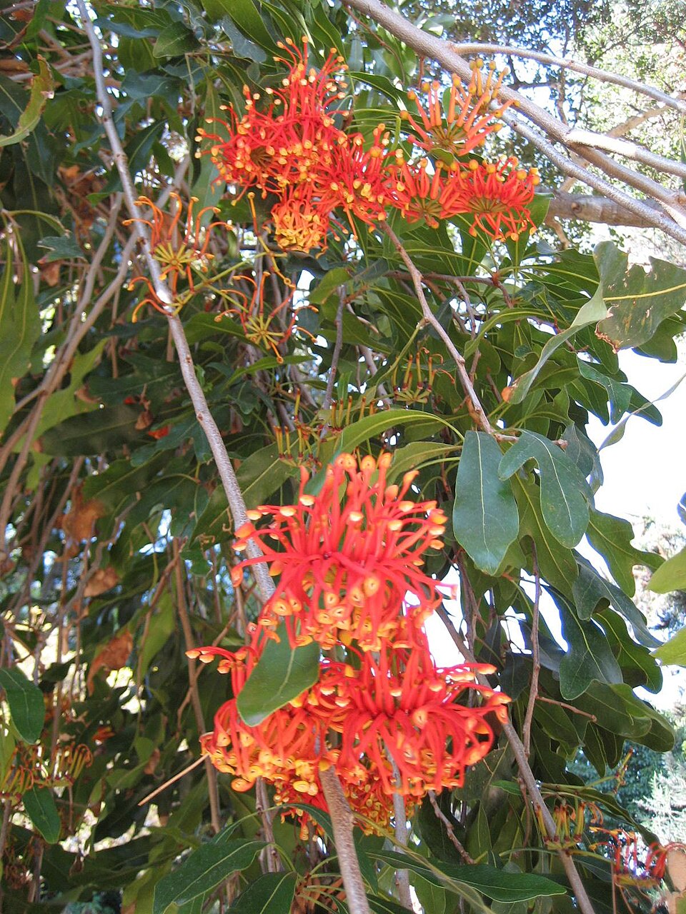 Stenocarpus sinuatus (Firewheel tree) (alternate view 8)