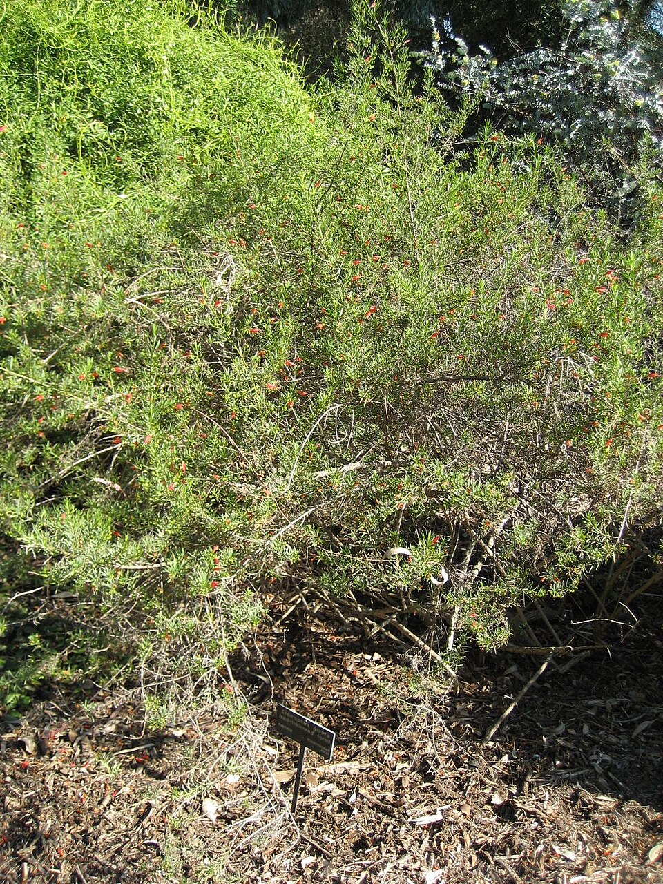 Eremophila glabra (Common Emu-Bush) (alternate view 3)